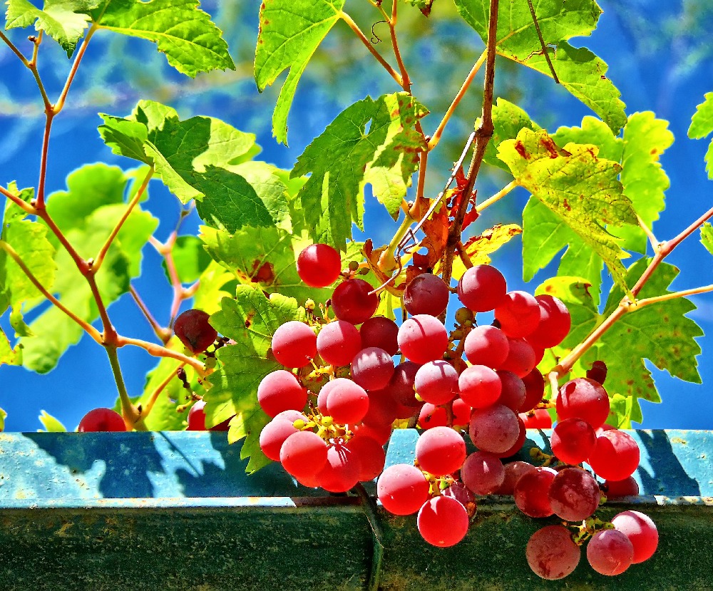 Raisin dans la Drôme