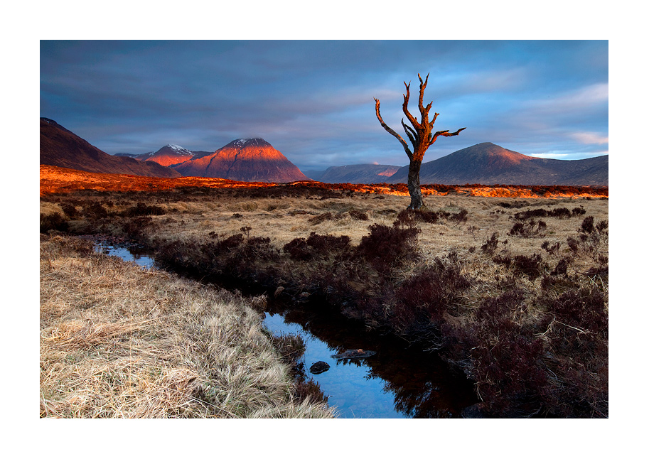 Raising light from the dead tree