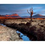 Raising light from the dead tree