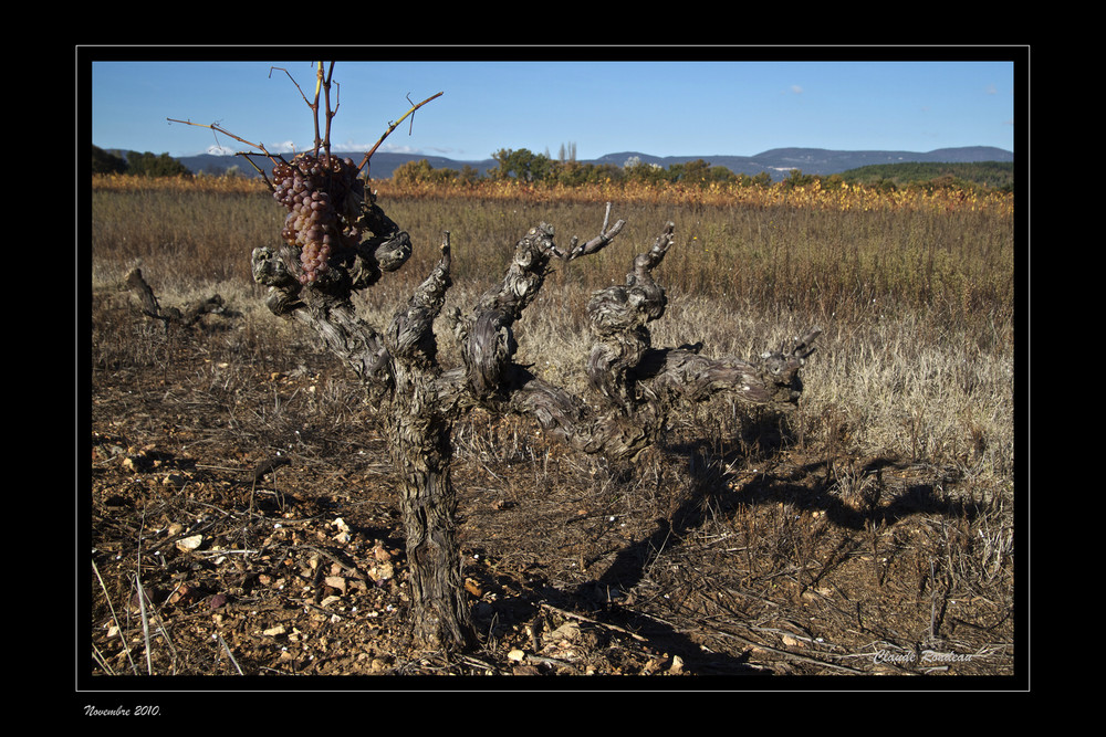 Raisins d'automne