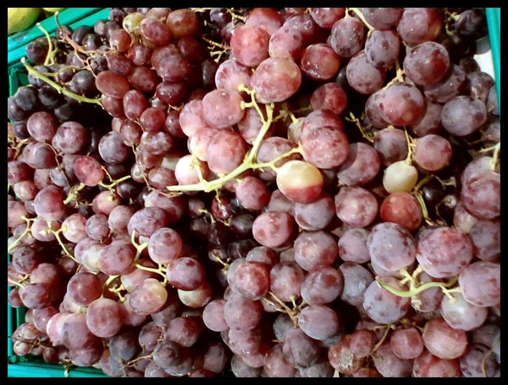 Raisins. Grapes. Uve. Foto Immagini dokumentation, outdoor