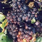 raisins pinots noirs (1)