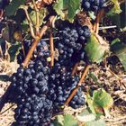 raisins pinots noirs (2)
