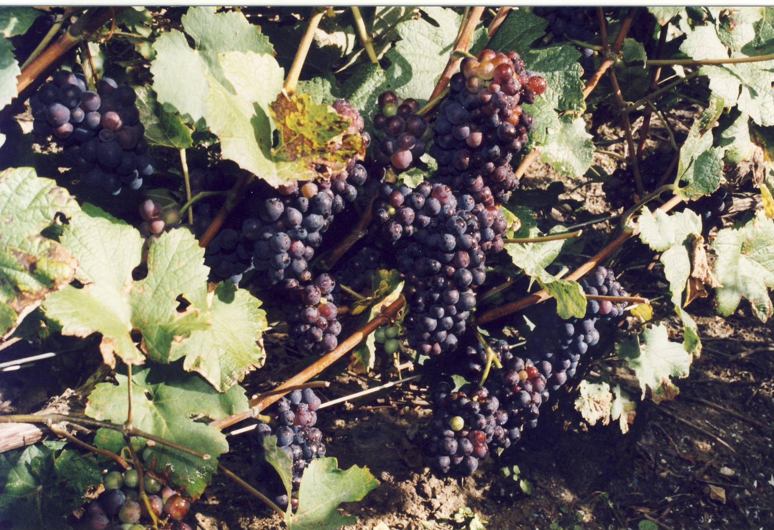 raisins pinots noirs 