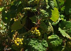 raisins verts