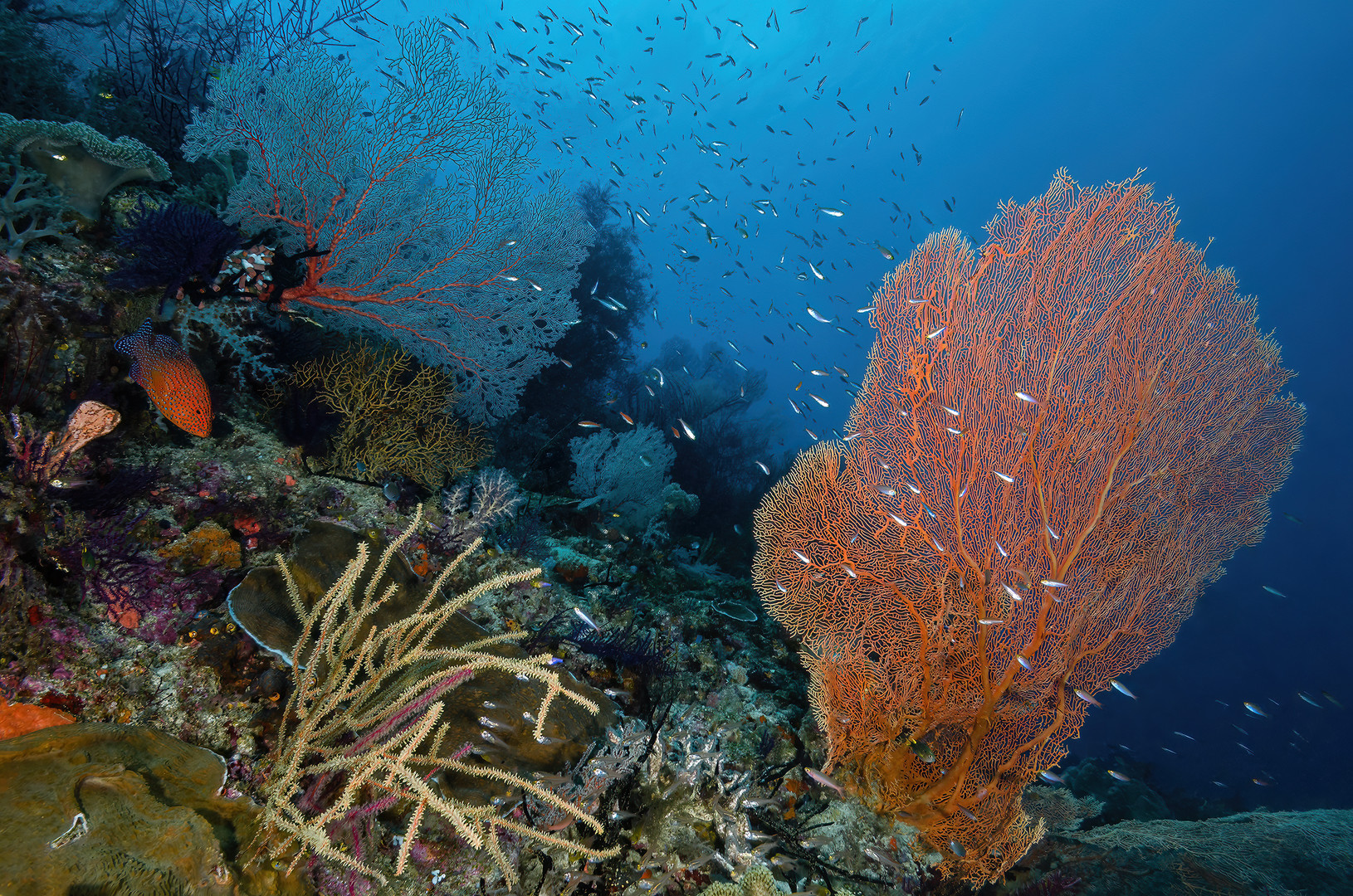 Raja Ampat