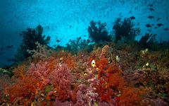 - raja ampat as it is... -