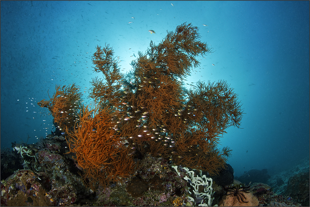 raja ampat reef life