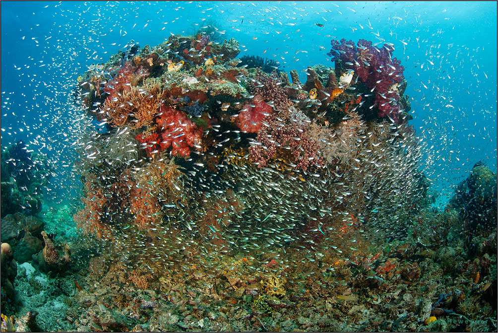 raja ampat reeflife