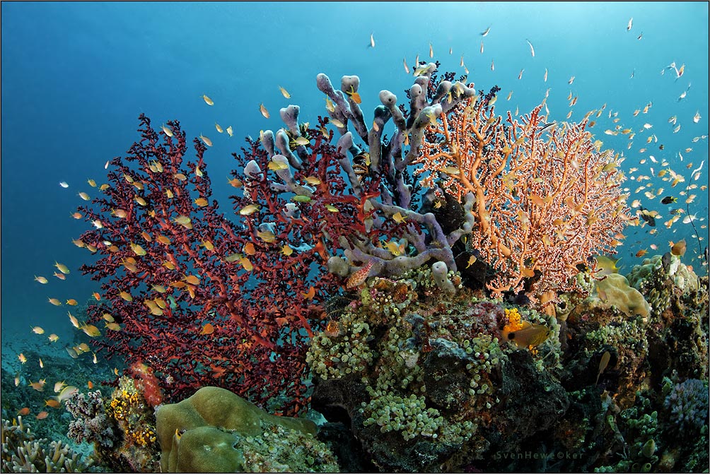 raja ampat reeflife