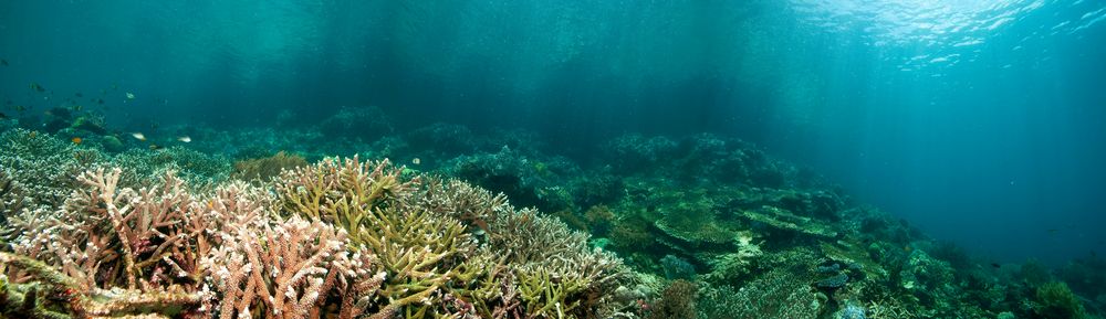 - Raja Ampat (Underwater Panorama) -