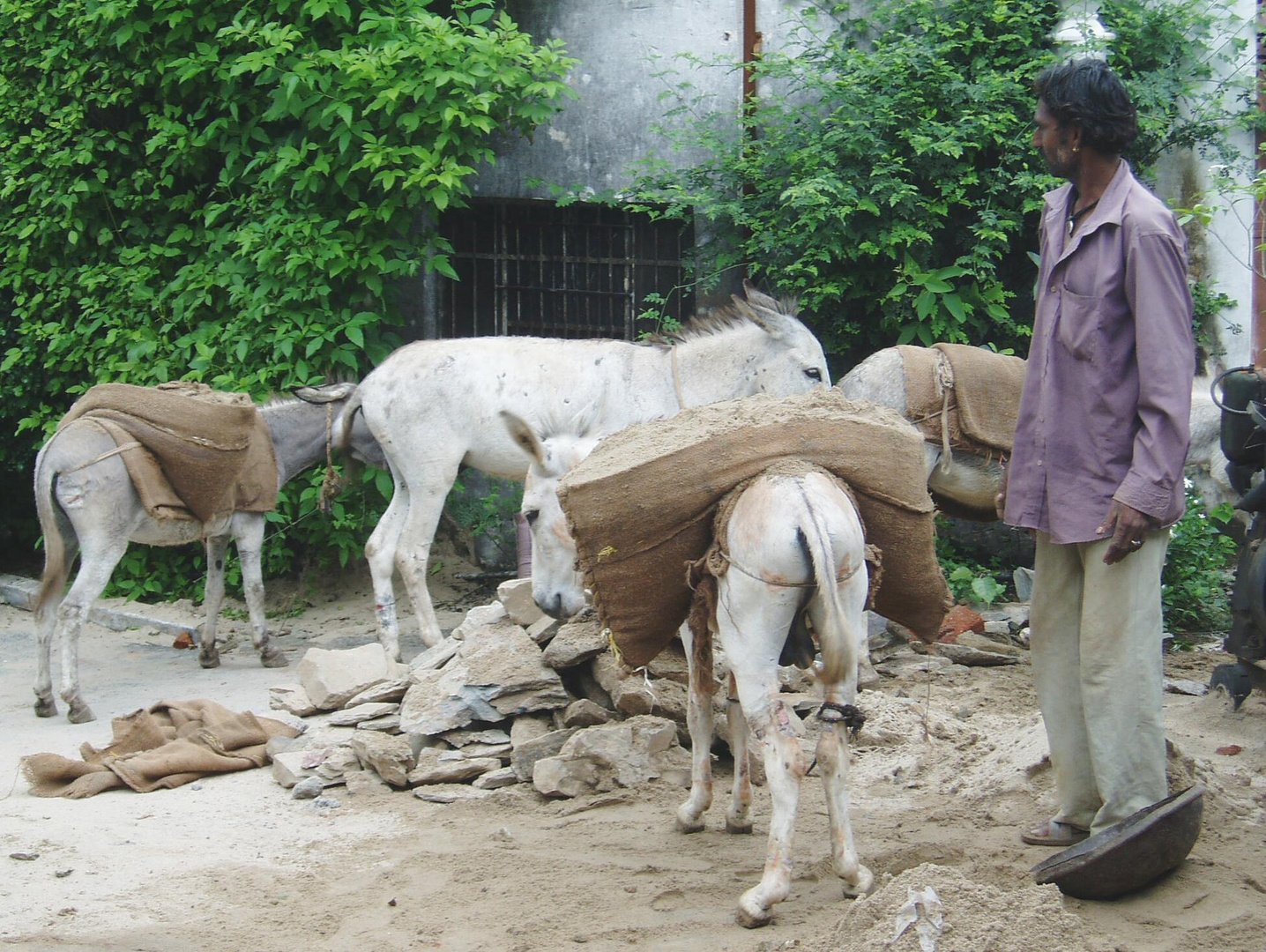 Rajastan:  Esel bei der Arbeit