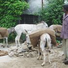Rajastan:  Esel bei der Arbeit