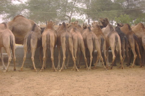 Rajasthan camel roundup