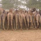 Rajasthan camel roundup