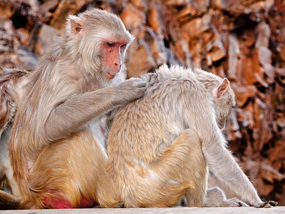 Rajasthan XII,oder mich laust der Affe