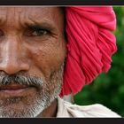 Rajasthani Portrait #9