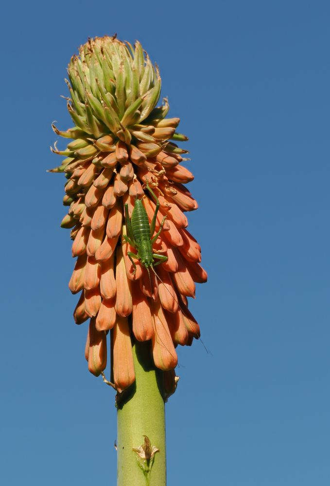 Raketenblume mit Gast