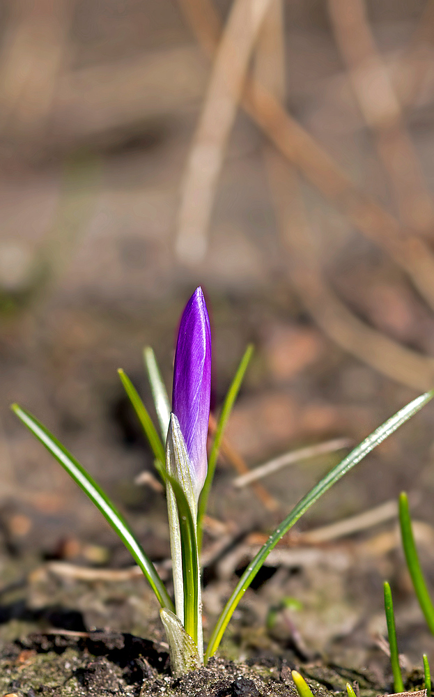 Raketenstart in den Frühling