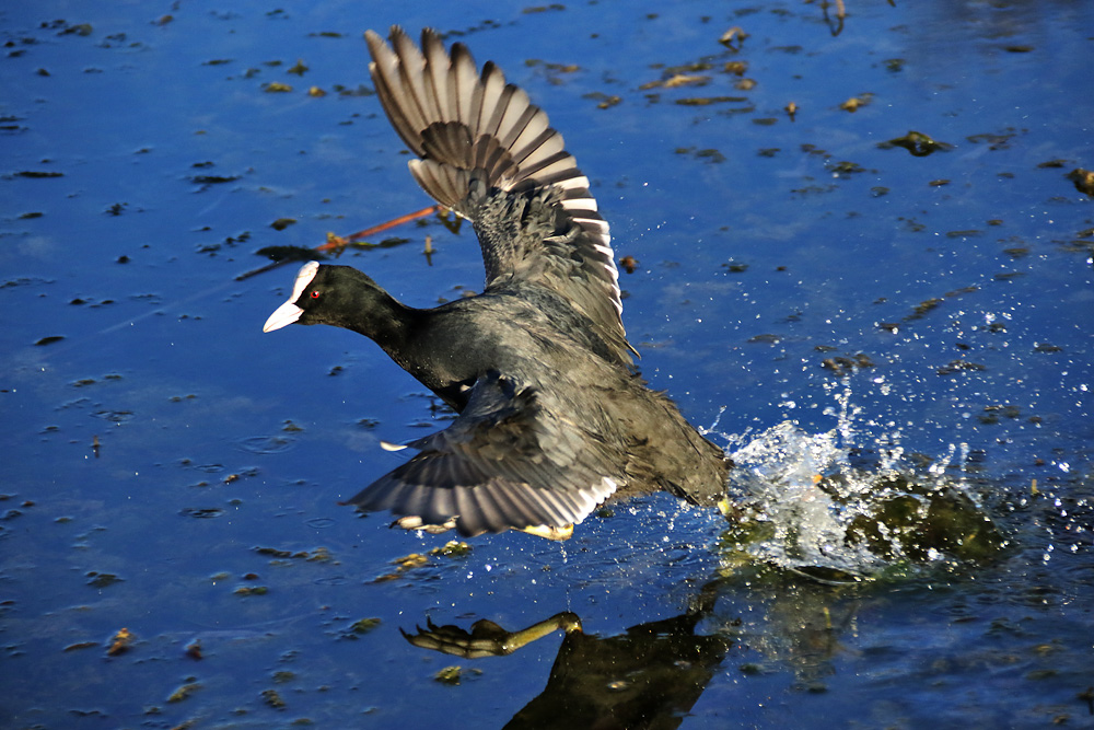 Ralle auf der Flucht.....