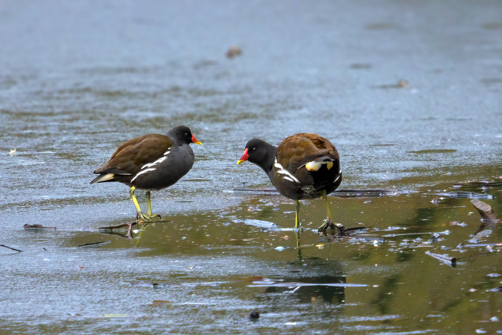 Ralle auf Eis Foto & Bild tiere, wildlife, wild lebende vögel Bilder