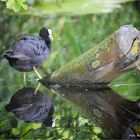 Ralle .... (Fulica atra)