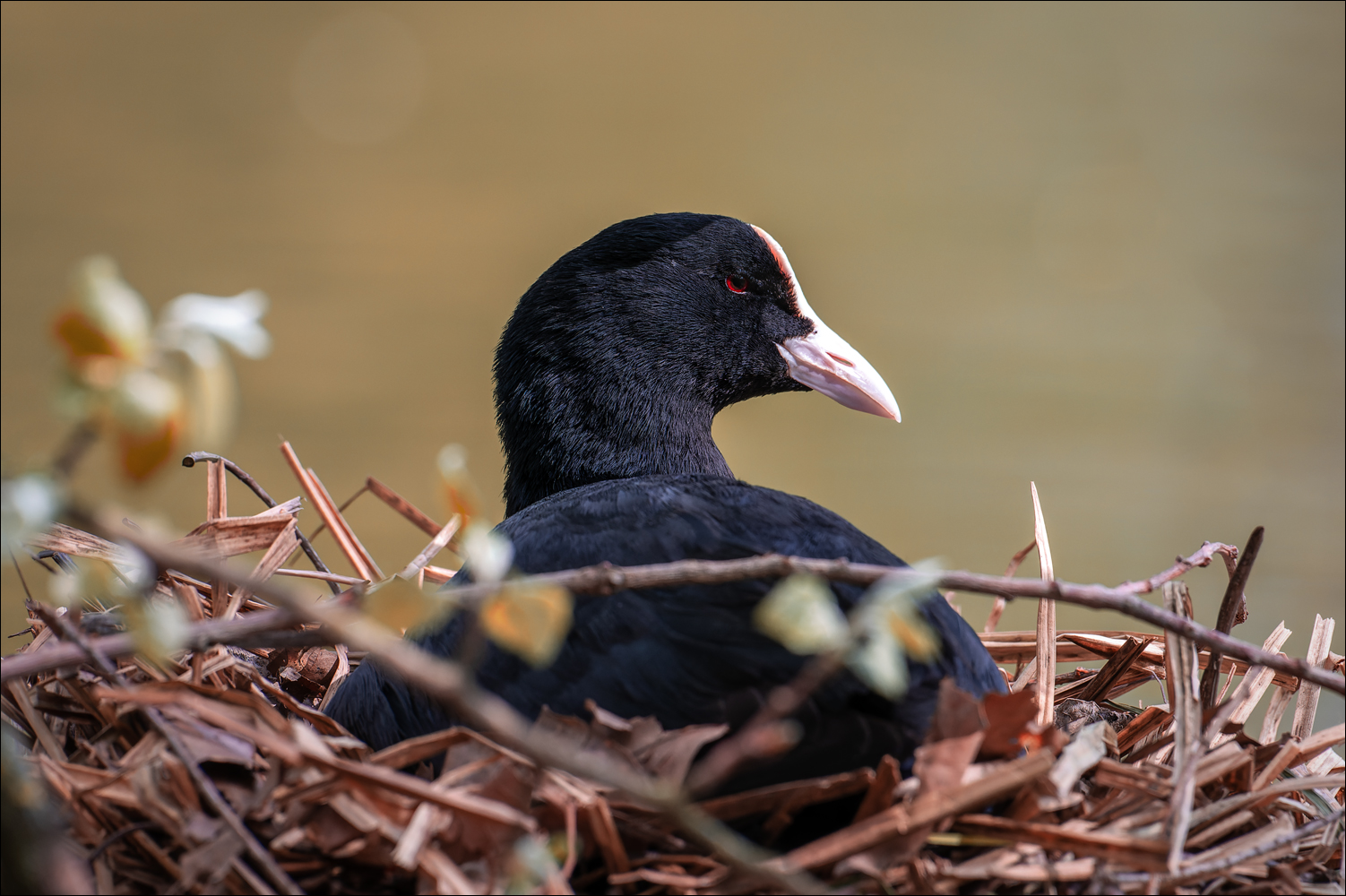 Ralle im Nest