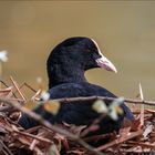 Ralle im Nest