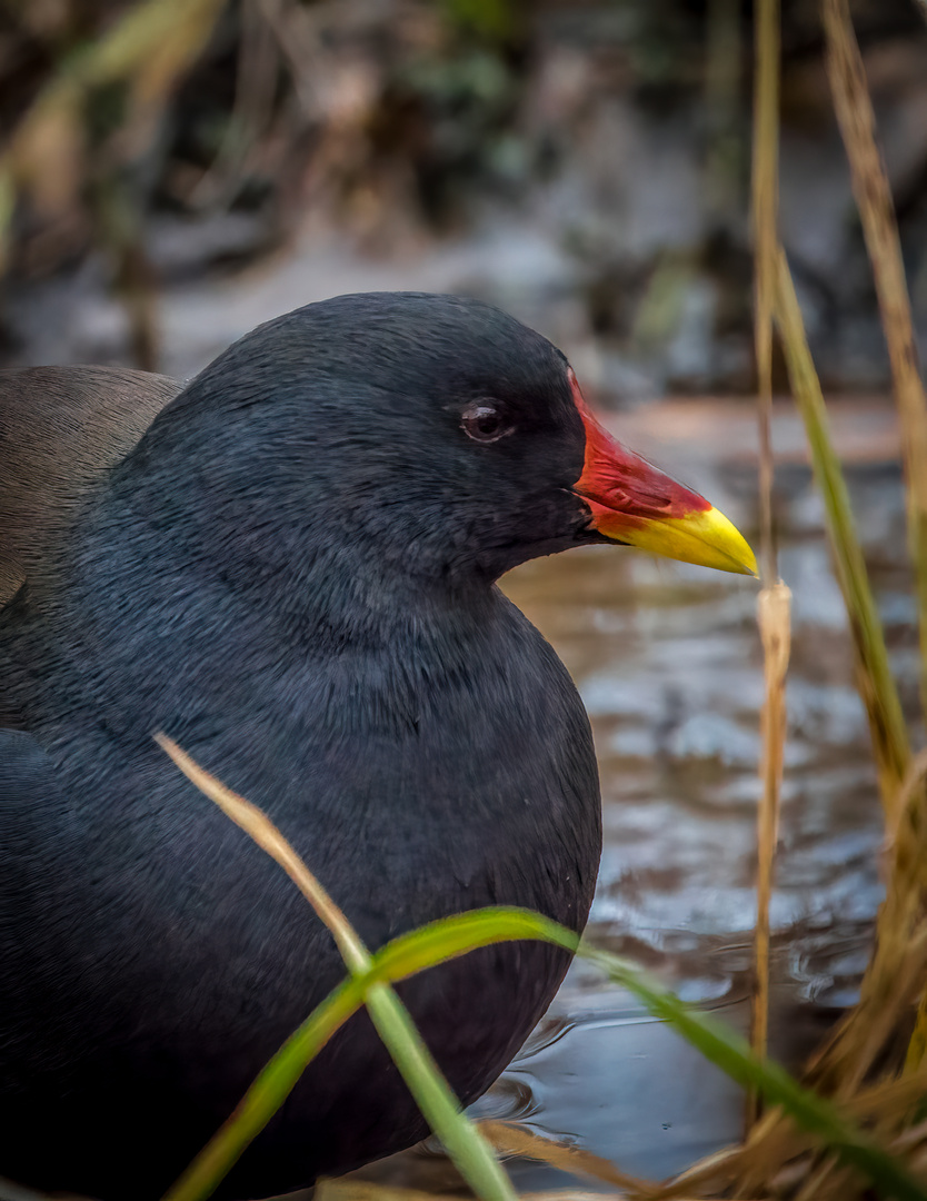 "RALLE oder HUHN" - was passt besser?