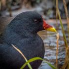 "RALLE oder HUHN" - was passt besser?