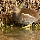 Ralle, Teichhuhn 