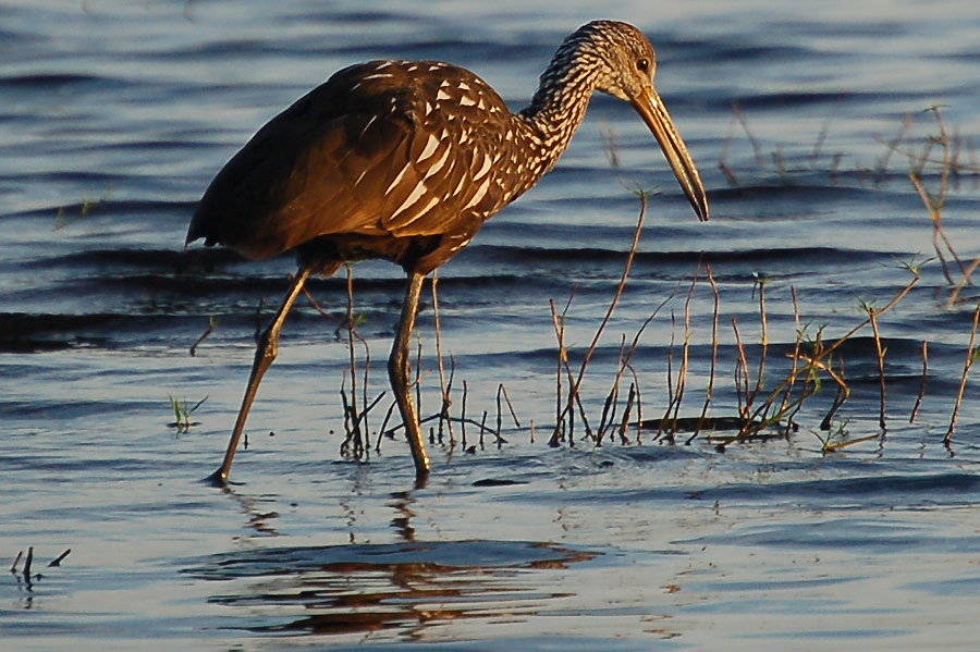 Rallenkranich - Limpkin (Aramus guarauna)