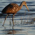 Rallenkranich - Limpkin (Aramus guarauna)