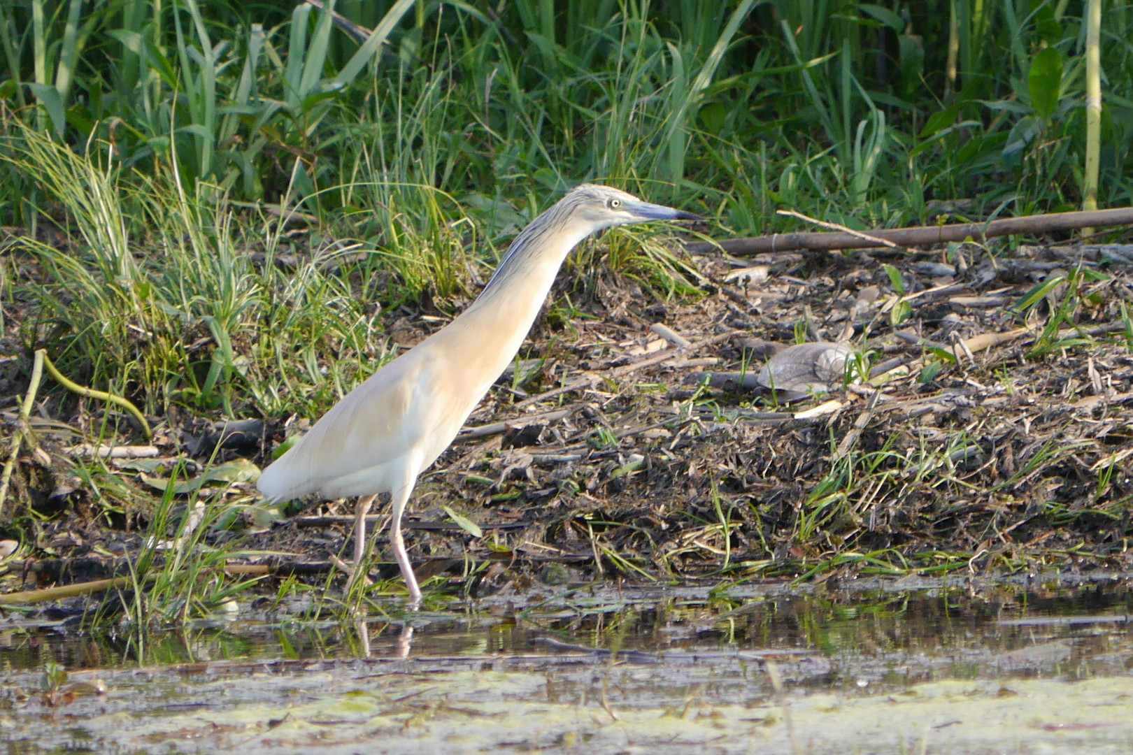 Rallenreiher  -  Ardeola ralloides