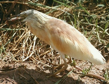 Rallenreiher (Ardeola ralloides)