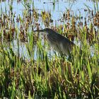 Rallenreiher (Ardeola ralloides), Squacco heron, Garcilla cangrejera