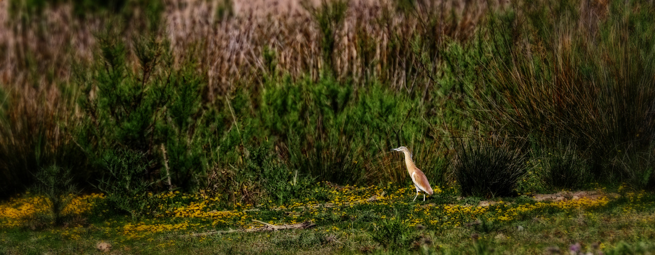 Rallenreiher auf der Jagd