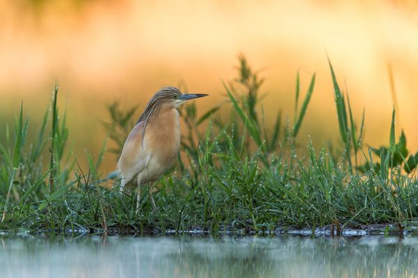 Rallenreiher bei Sonnenaufgang