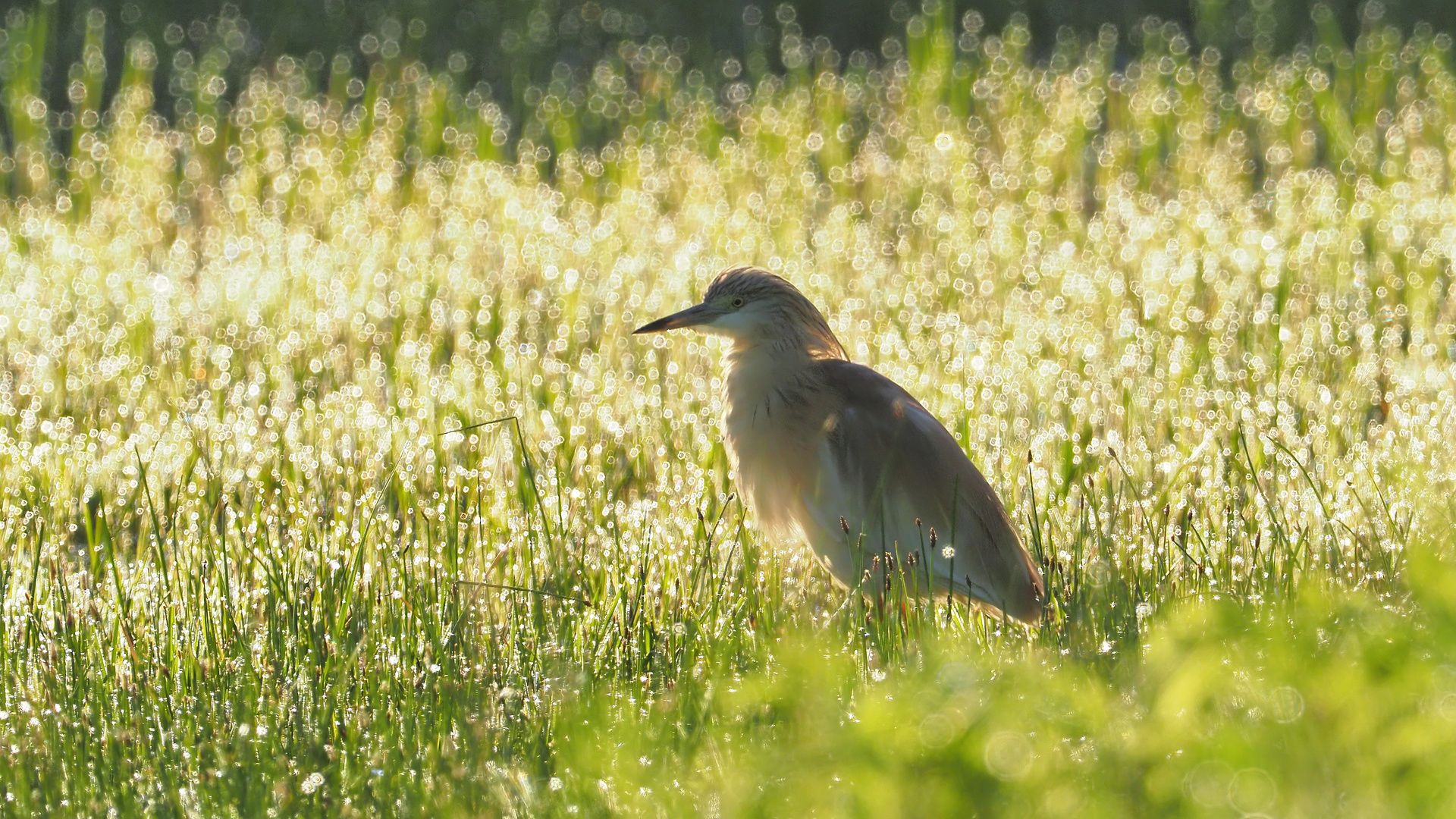 Rallenreiher frühmorgens