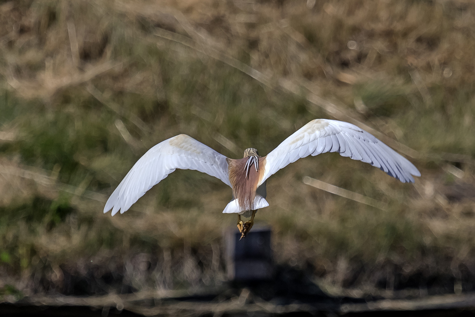 Rallenreiher im Abflug