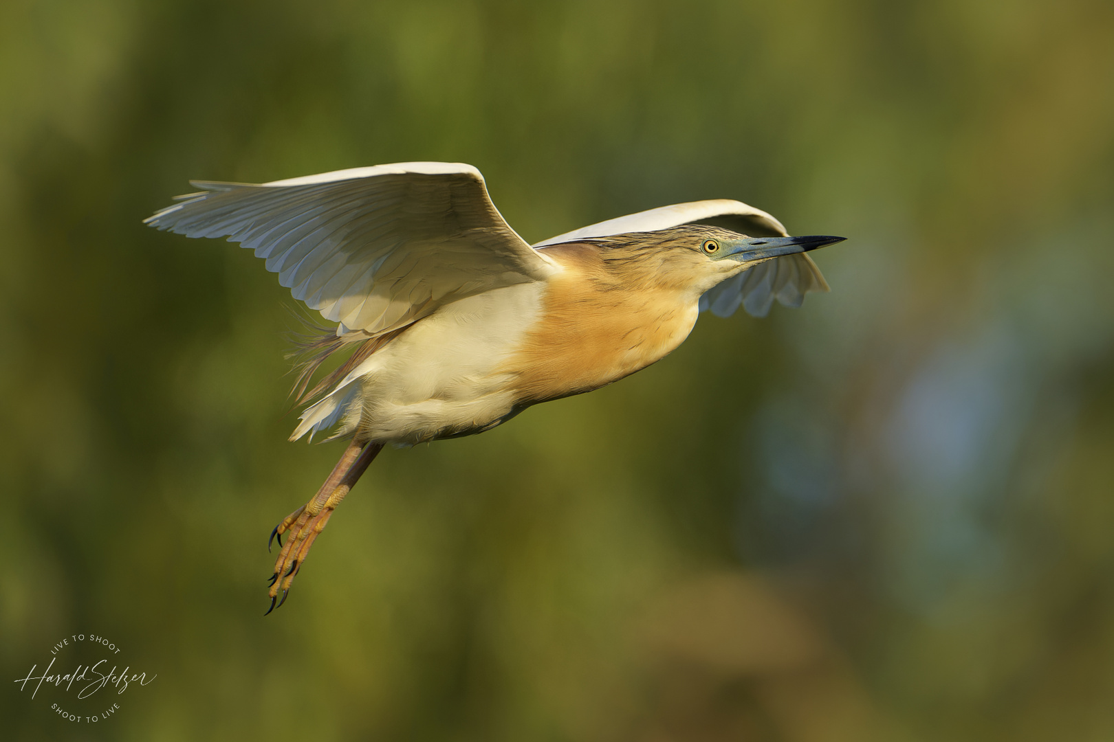 Rallenreiher im Flug 