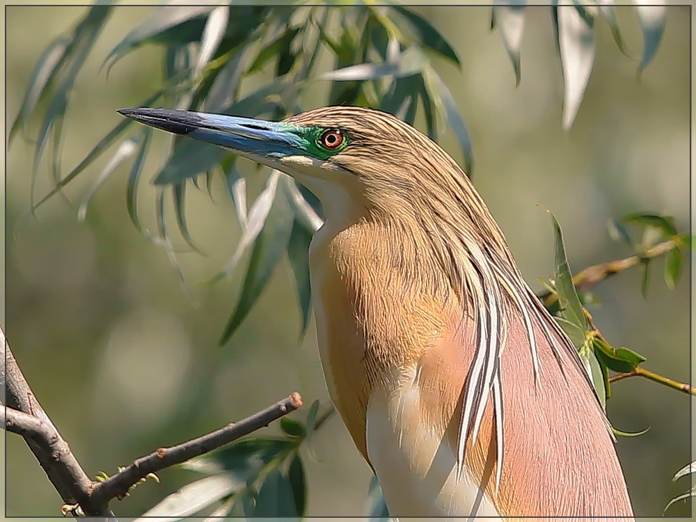 Rallenreiher Portrait