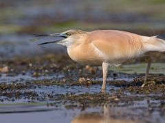 Rallenreiher / Squacco heron