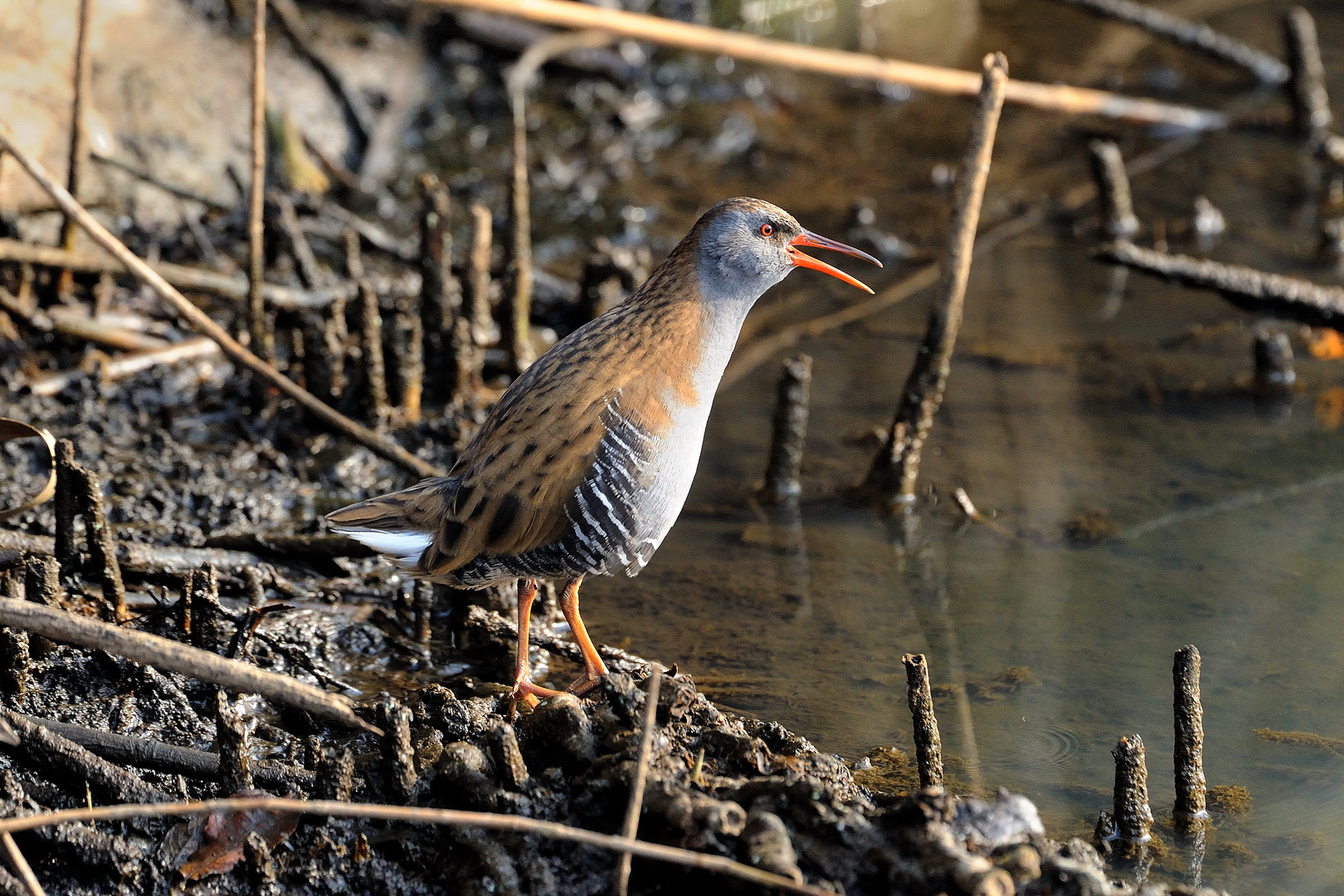 Rallus aquaticus