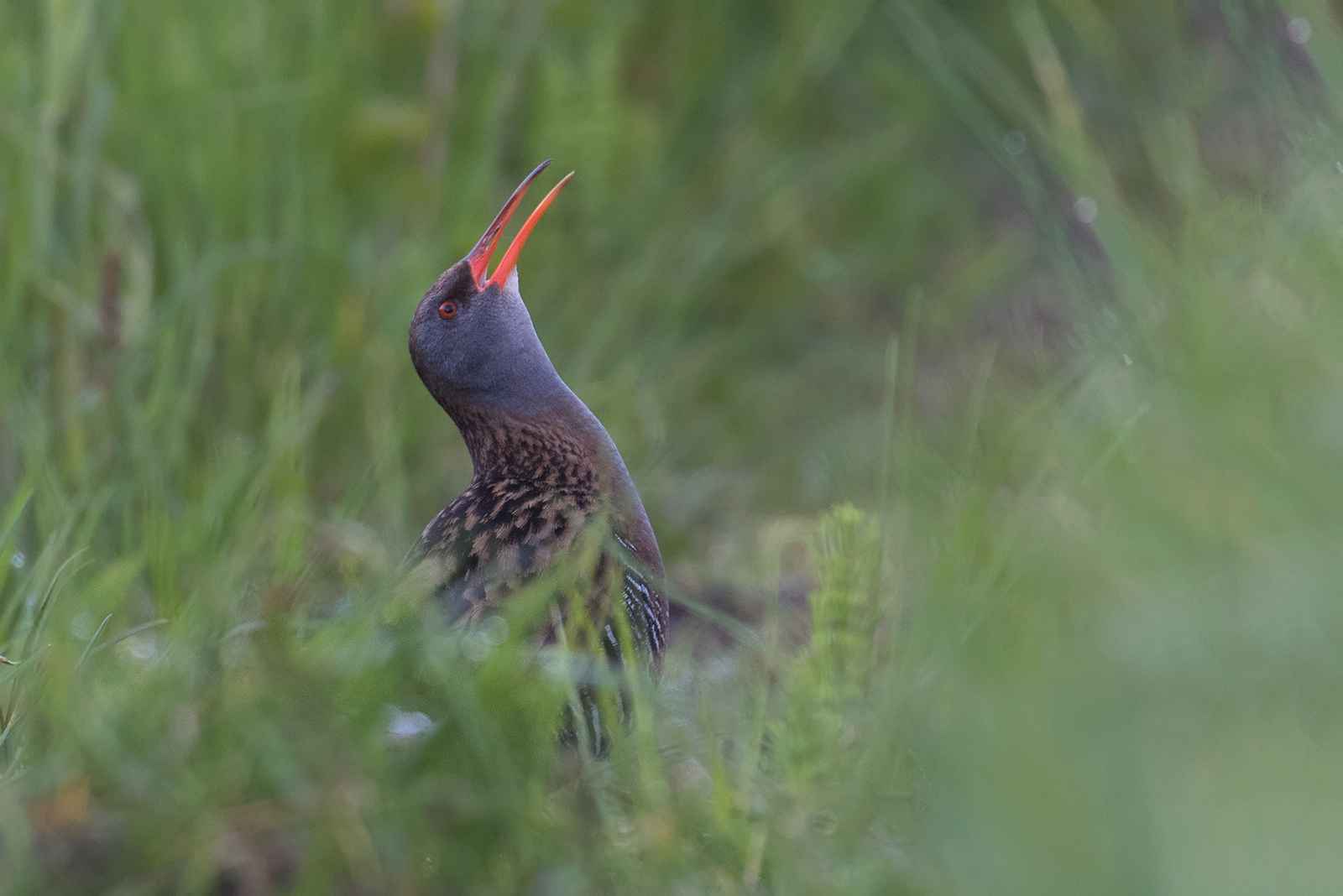 Rallus aquaticus