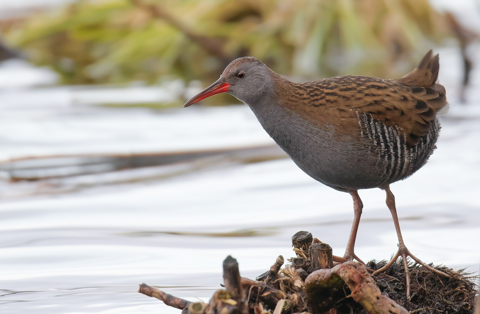 Rallus Aquaticus