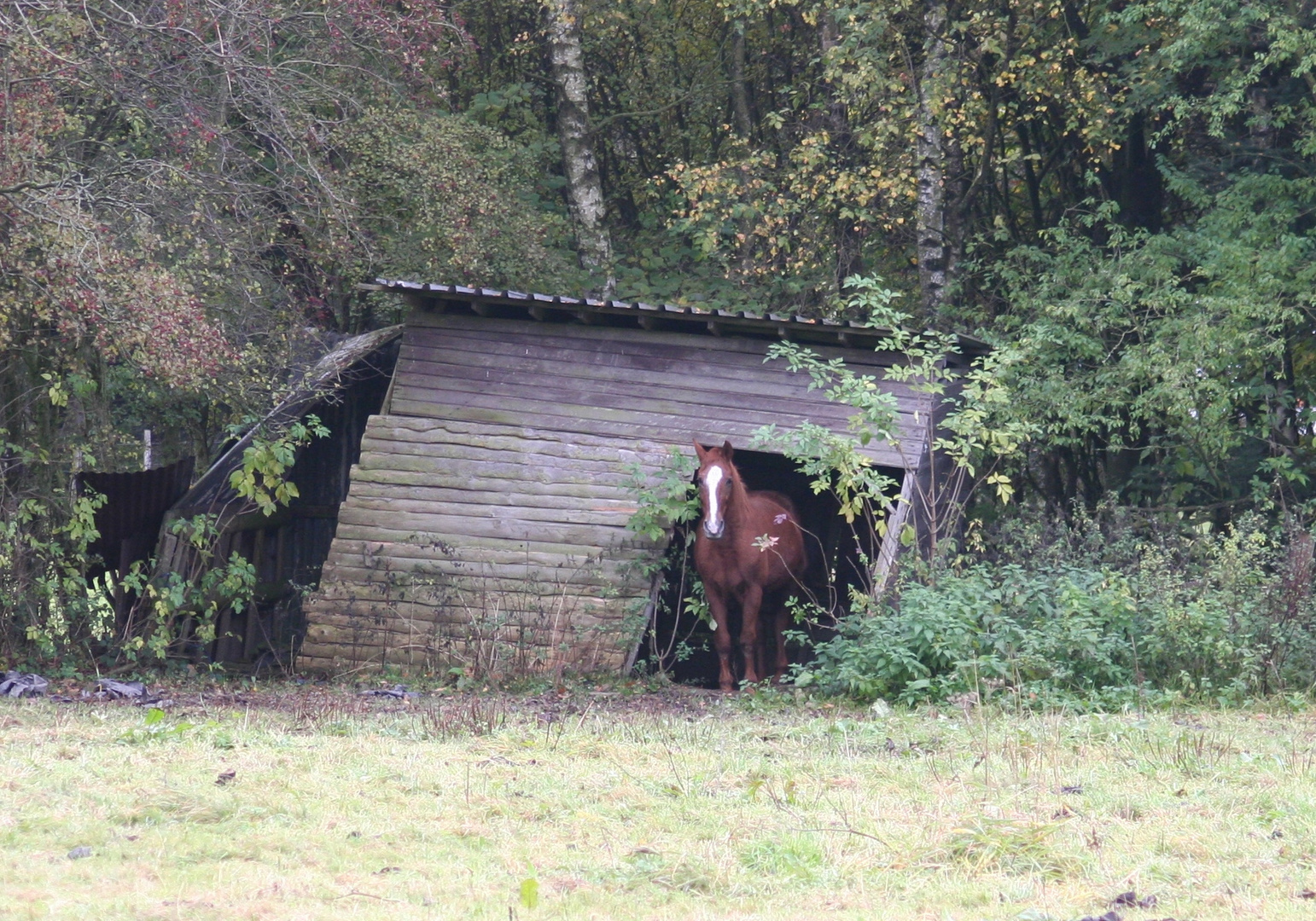 "Rallye-Pferd"