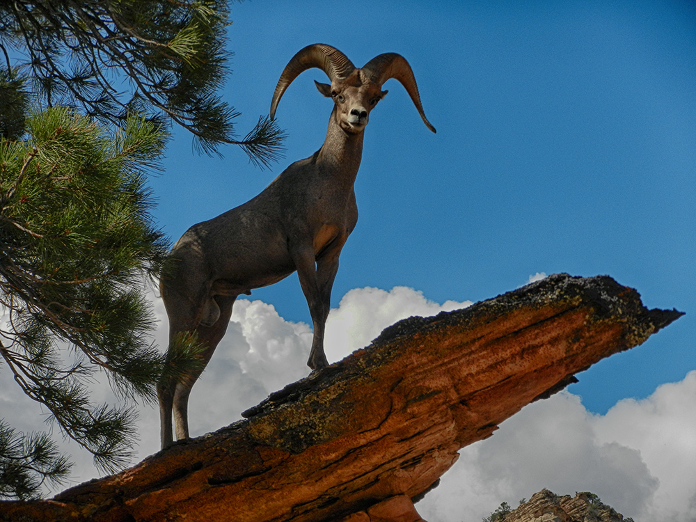 Ram im Zion NP