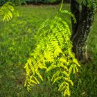 Rama de Gleditsia triacanthos sunburst