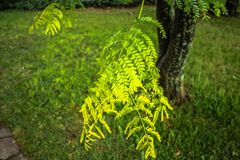 Rama de Gleditsia triacanthos sunburst